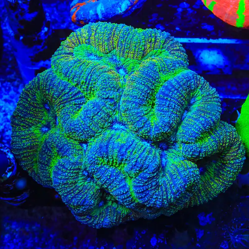 Ultra Lobophyllia Coral - Top Shelf Aquatics