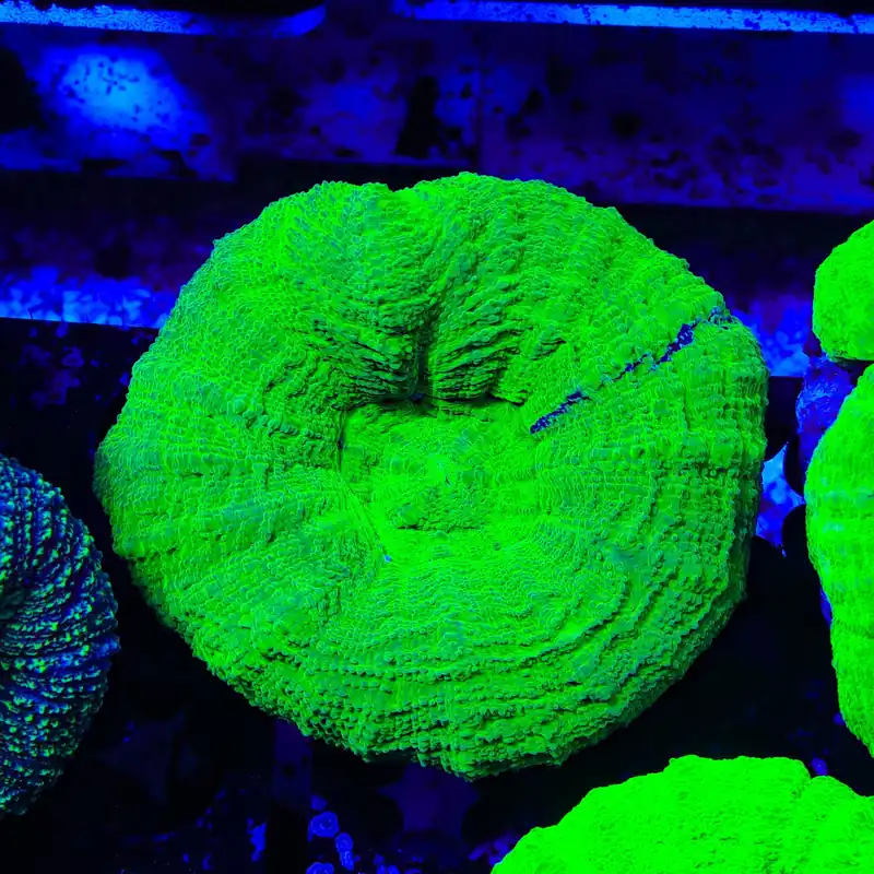 Ultra Scolymia Coral - Top Shelf Aquatics