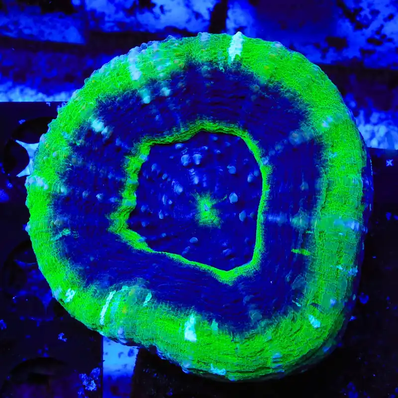 UFO Scolymia Coral - Top Shelf Aquatics