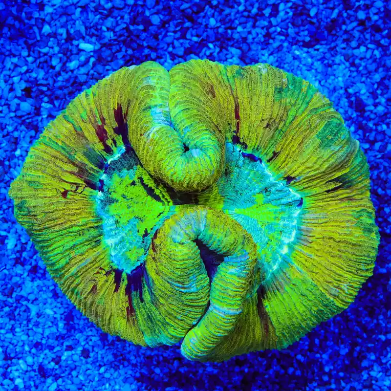 Ultra Trachyphyllia Coral - Top Shelf Aquatics