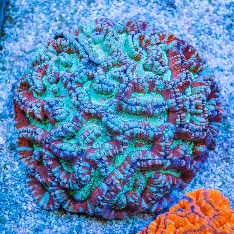 Ultra Wilsoni Coral - Top Shelf Aquatics
