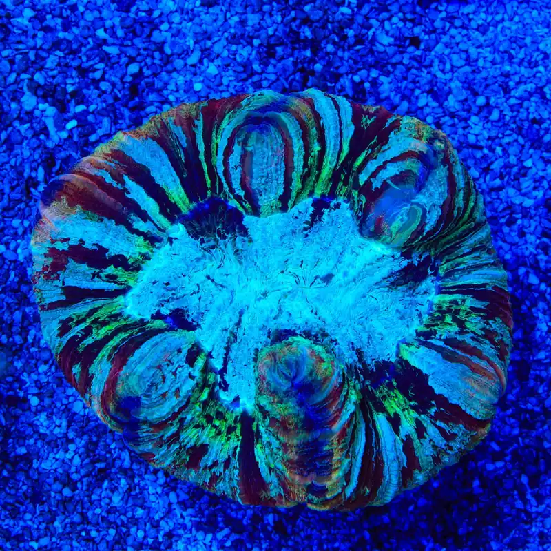 Rainbow Trachyphyllia Coral - Top Shelf Aquatics