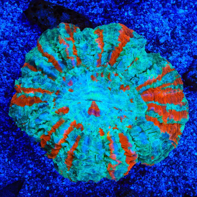 Rainbow Acanthophyllia Coral - Top Shelf Aquatics