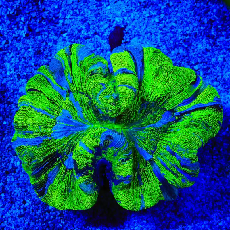 Ultra Trachyphyllia Coral - Top Shelf Aquatics