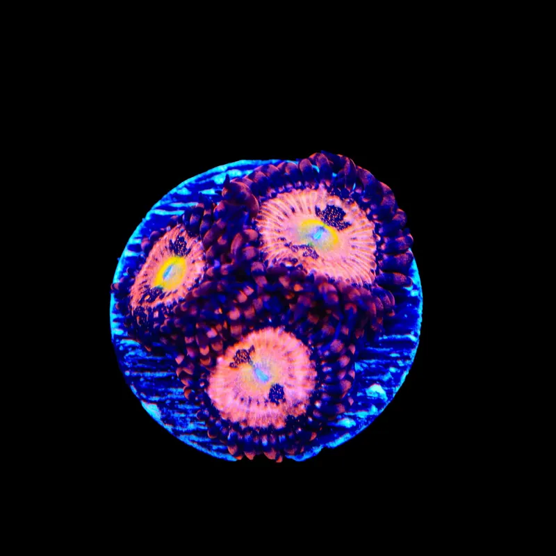 Alien Antivenom Zoanthids Coral - TSA Coral