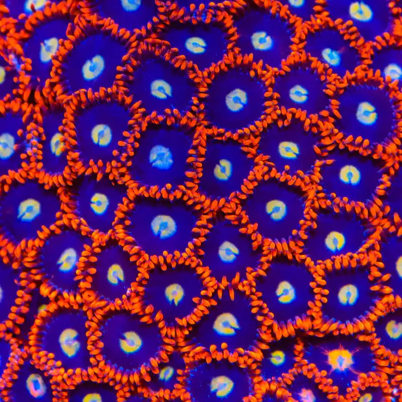 Time Warp Zoanthids Coral - TSA Coral