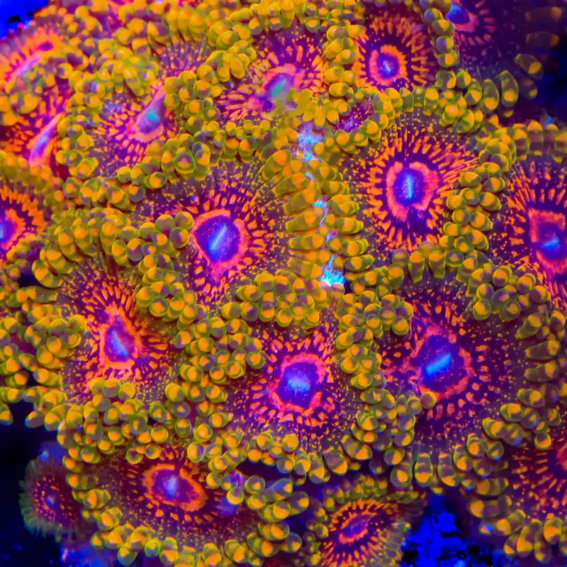 Grand Master Krakatoa Zoanthids Coral - TSA Coral