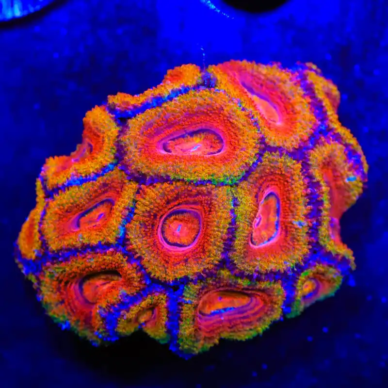 Rainbow Acan Colony Coral - Top Shelf Aquatics