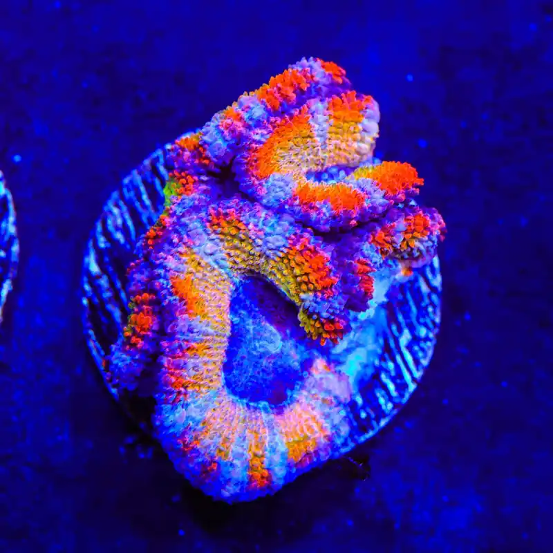 Rainbow Acan Coral - Top Shelf Aquatics