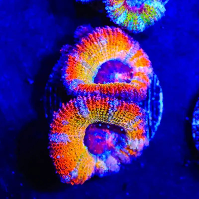 Rainbow Acan Coral - Top Shelf Aquatics