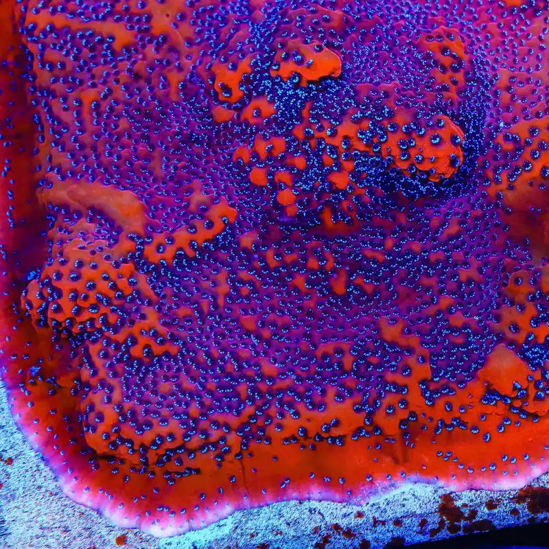 TSA Where's Waldo Montipora Coral - TSA Coral