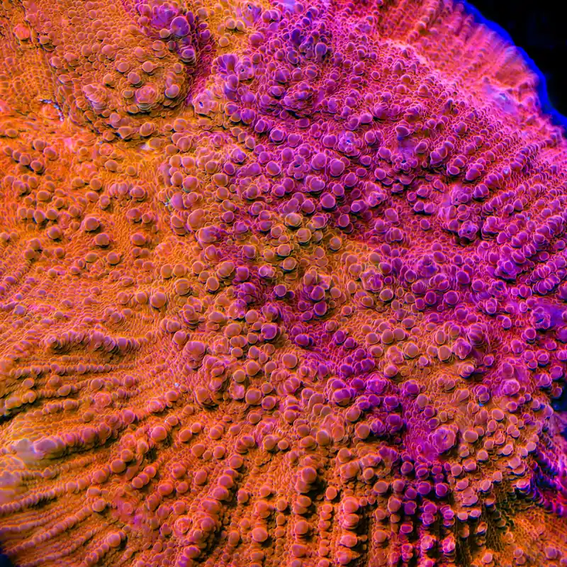 Fireball Grafted Chalice Coral - TSA Coral