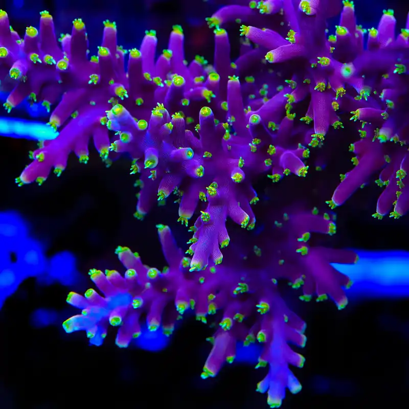 Little Red Ferrari Acropora Coral - TSA Coral