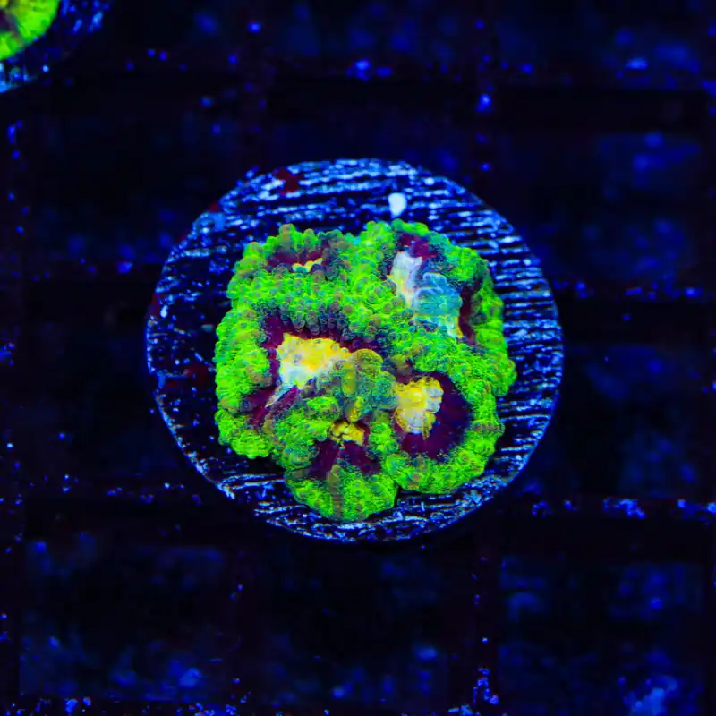 WWC All Star Favia Coral - Top Shelf Aquatics
