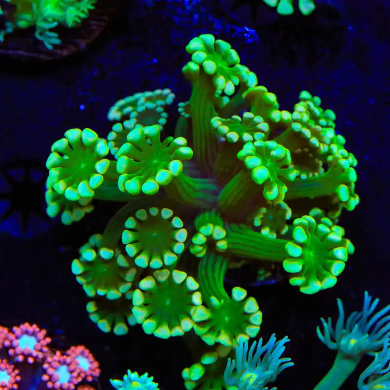 White Tip Alveopora Coral - Top Shelf Aquatics