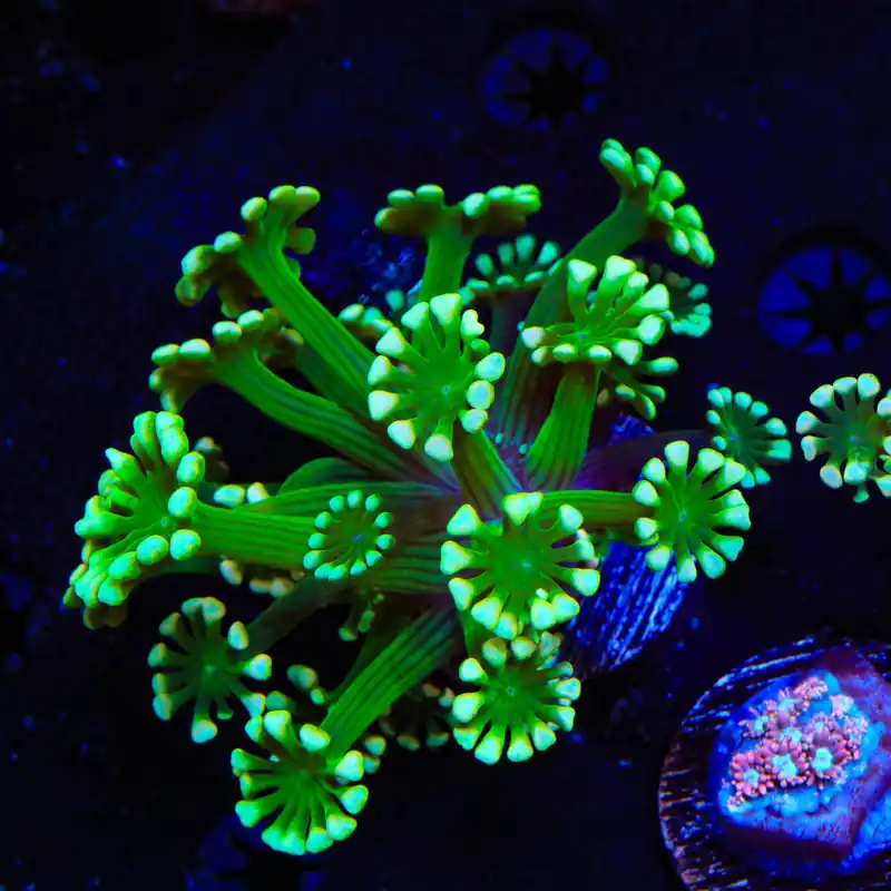 White Tip Alveopora Coral - Top Shelf Aquatics