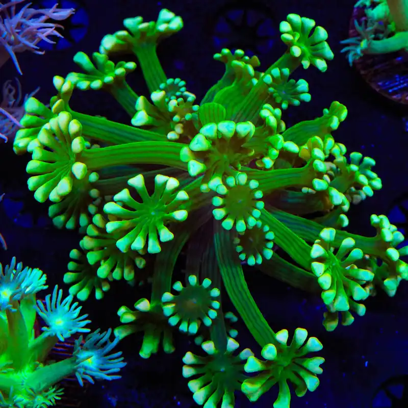 White Tip Alveopora Coral - Top Shelf Aquatics