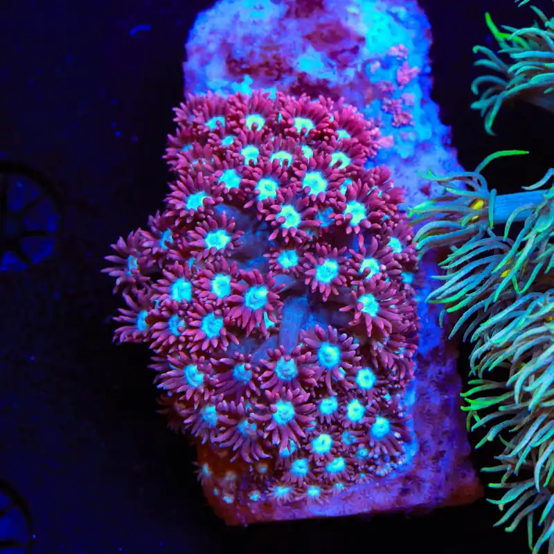TSA Alice in Wonderland Goniopora Coral - Top Shelf Aquatics