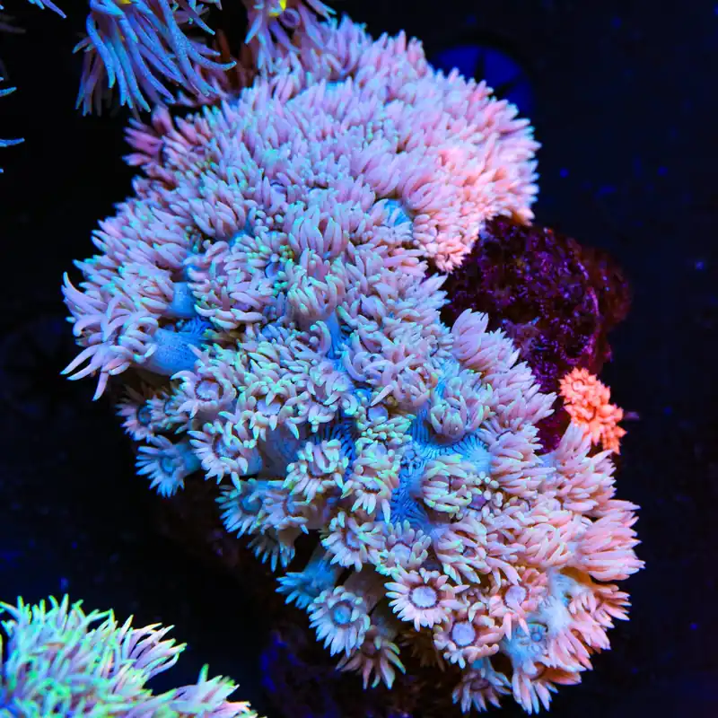 Pushing up Daisies Goniopora XL Frag Coral - Top Shelf Aquatics