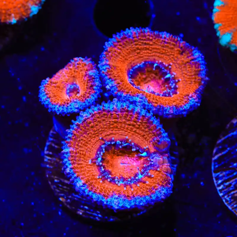 Ultra Acan Coral - Top Shelf Aquatics