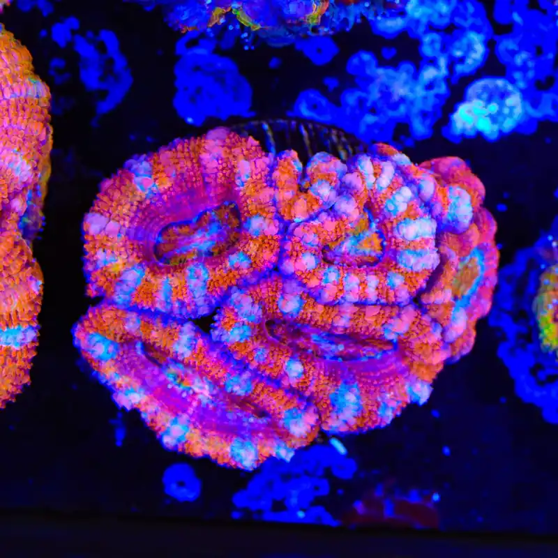 Rainbow Acan Coral - Top Shelf Aquatics