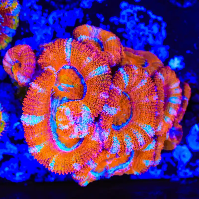 Rainbow Acan Coral - Top Shelf Aquatics