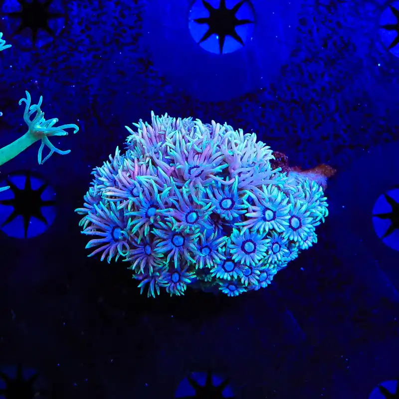Pushing up Daisies Goniopora Coral - Top Shelf Aquatics