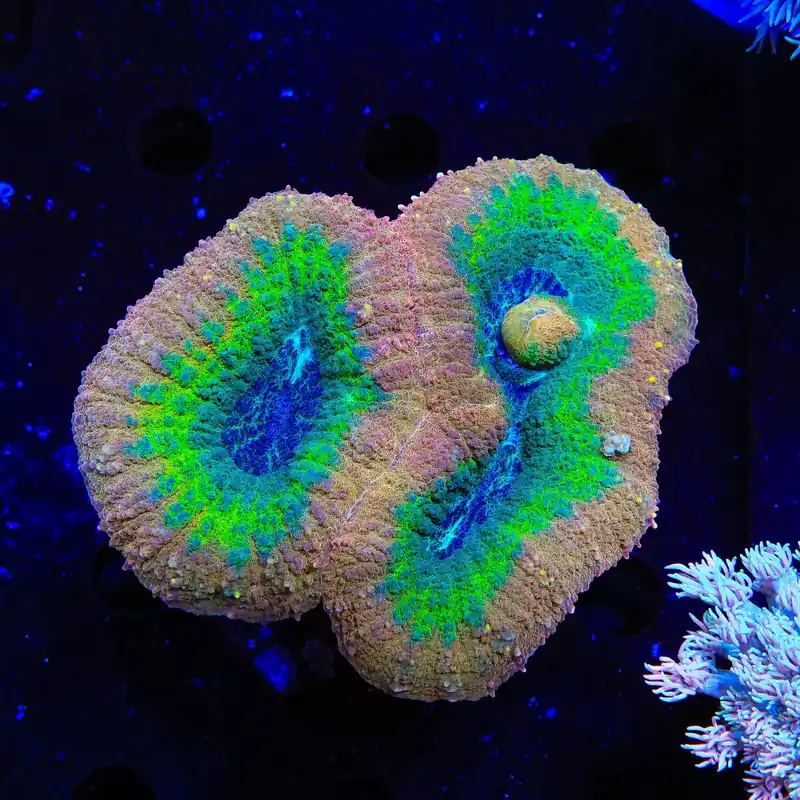 Rainbow Lobophyllia Coral - Top Shelf Aquatics
