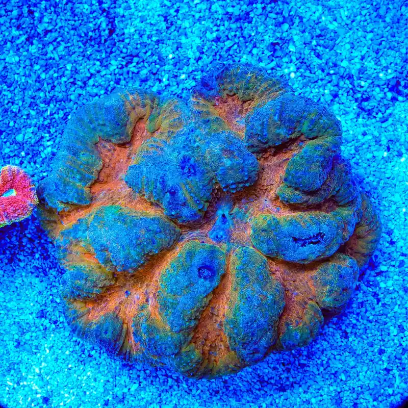 Orange Center Lobophyllia Coral - Top Shelf Aquatics