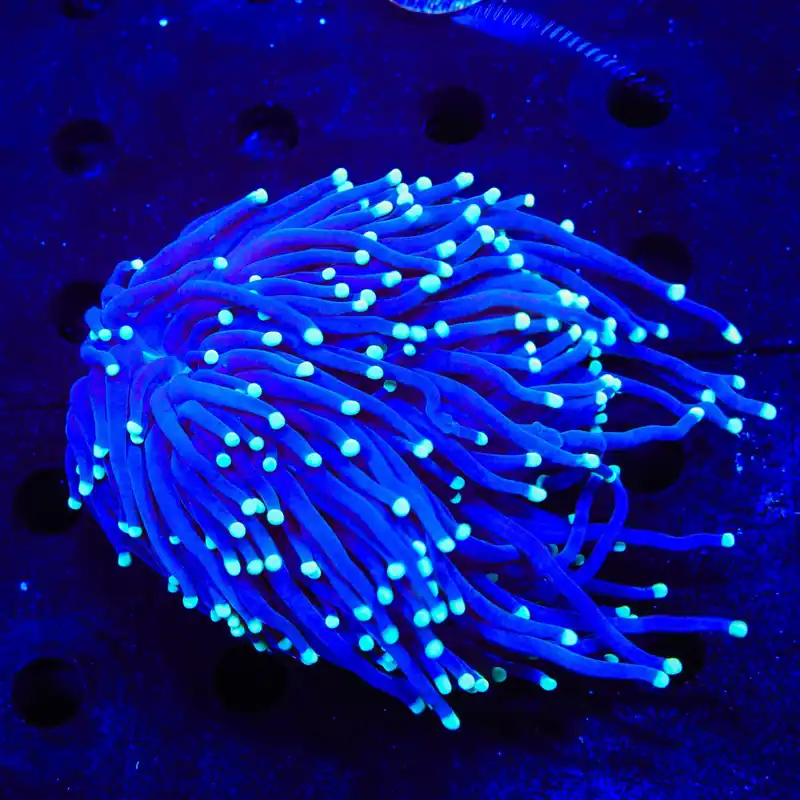 Grape Torch Coral - Top Shelf Aquatics