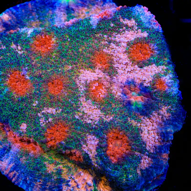 TSA Pepto Blast Chalice Coral - TSA Coral