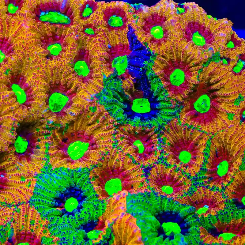 TSA Rain Dance Favia Coral - TSA Coral