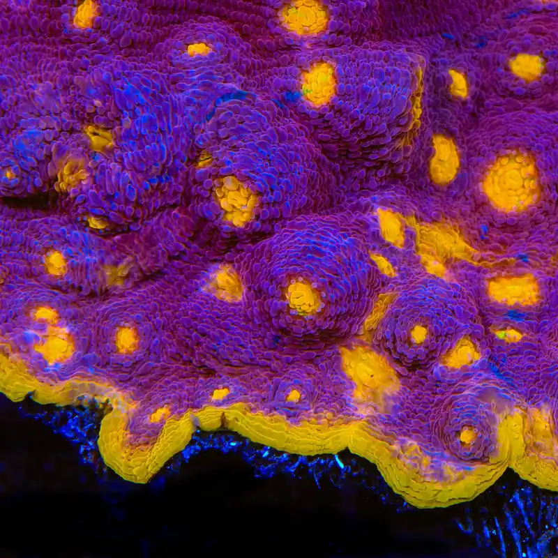 TSA Gold Mine Chalice Coral - TSA Coral