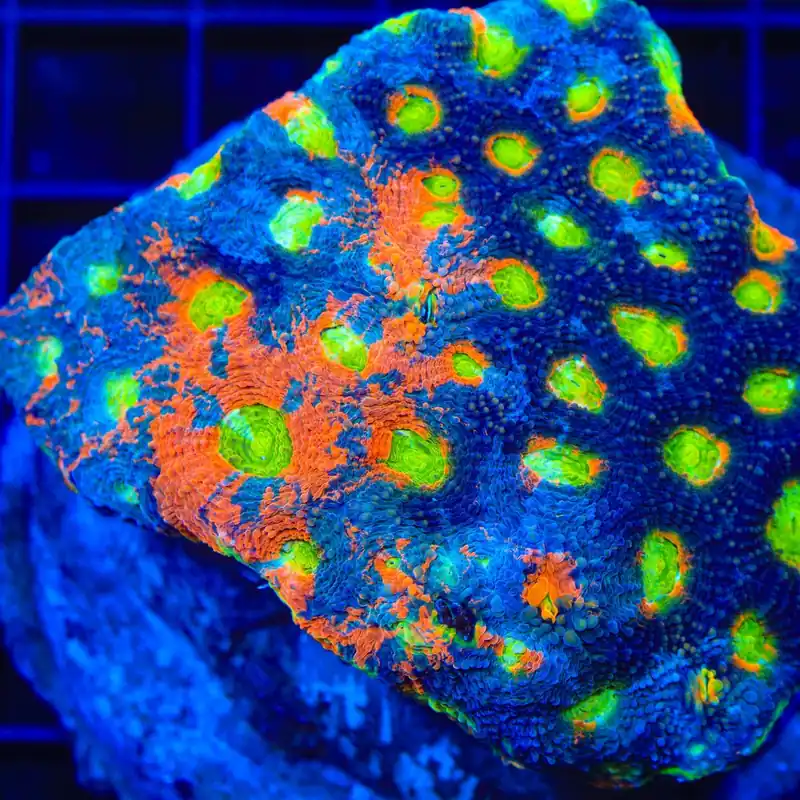 TSA Toxic Blueberry Echinata Coral - TSA Coral