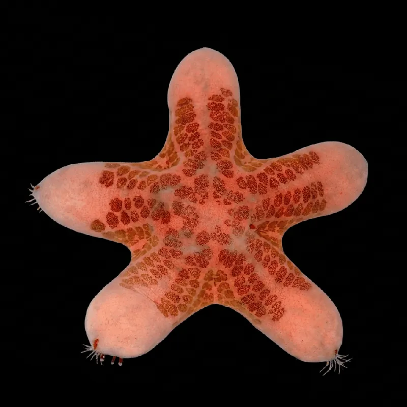Granulated Starfish - TSA Inverts