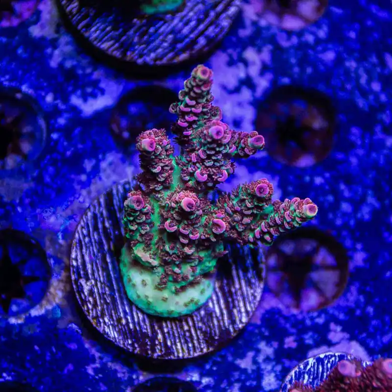 TSA Carolina Reaper Acropora - Top Shelf Aquatics