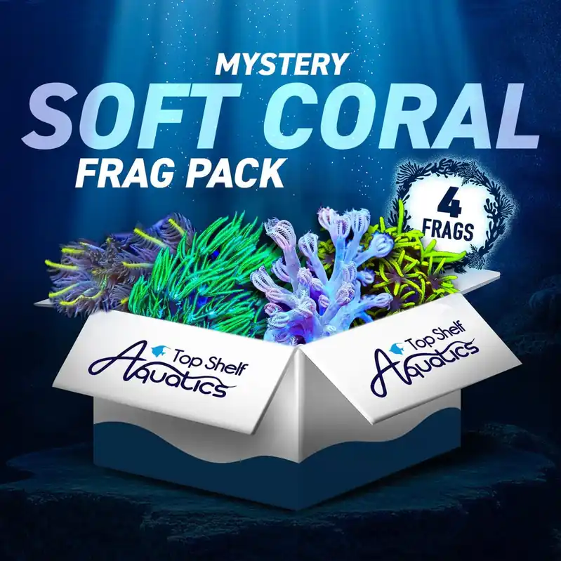 Mystery Soft Coral 4 Coral Frag Pack - Top Shelf Aquatics