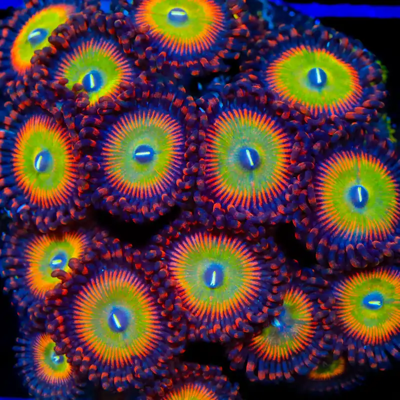 Candy Apple Red Zoanthids Coral - TSA Coral