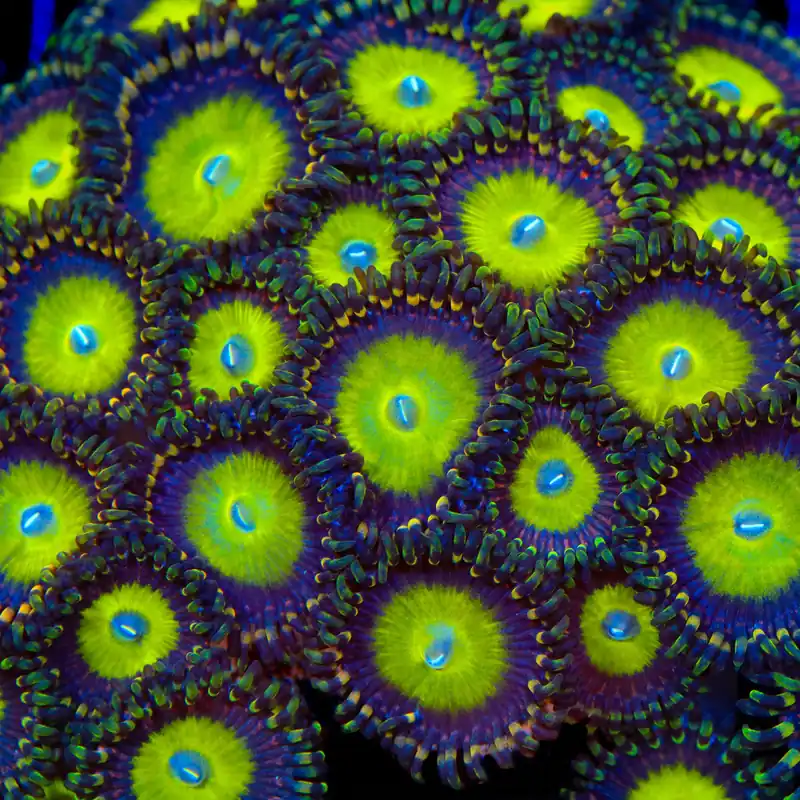 Candy Apple Zoanthids Coral - TSA Coral