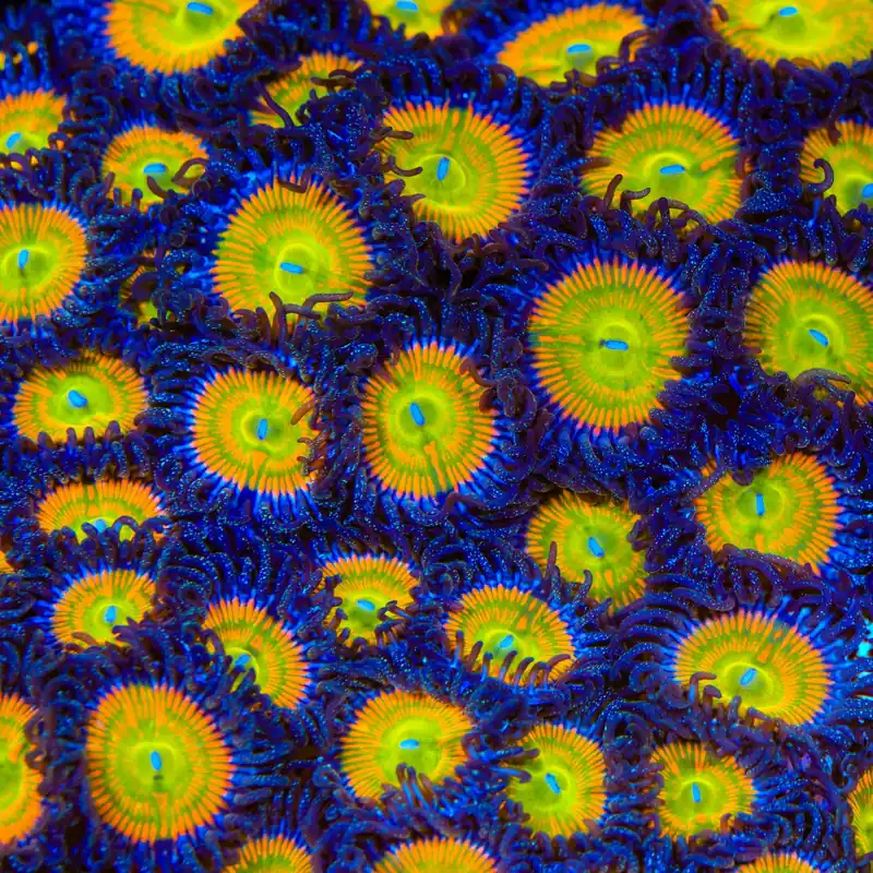 Sunny D Zoanthids Coral - TSA Coral