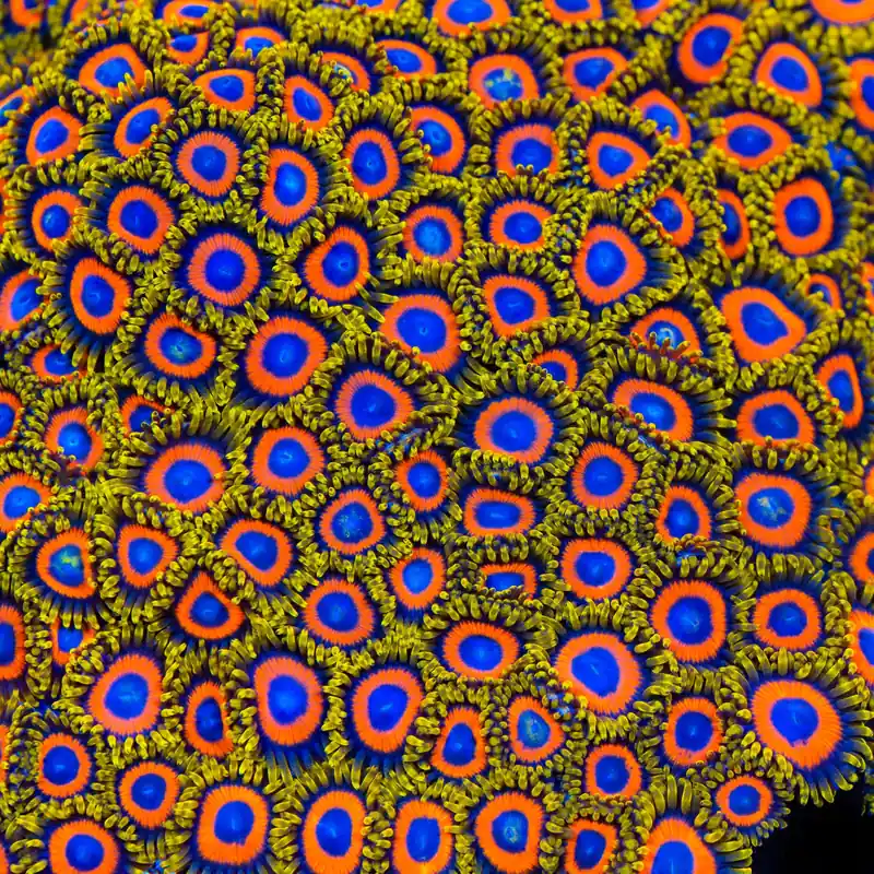 Jungle Juice Zoanthids Coral - TSA Coral