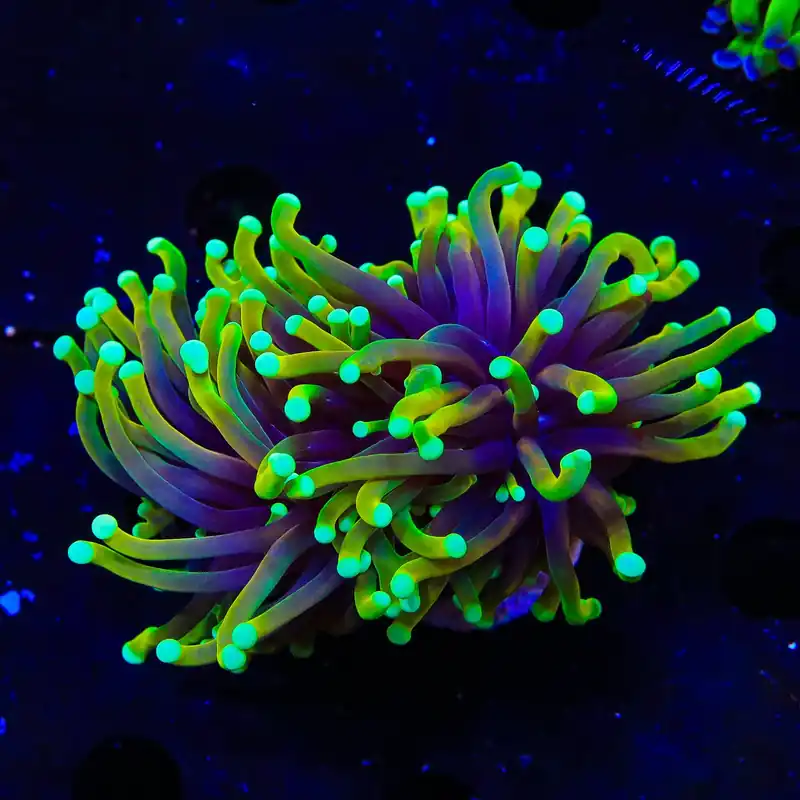 TSA Blowtorch Torch Coral - Top Shelf Aquatics