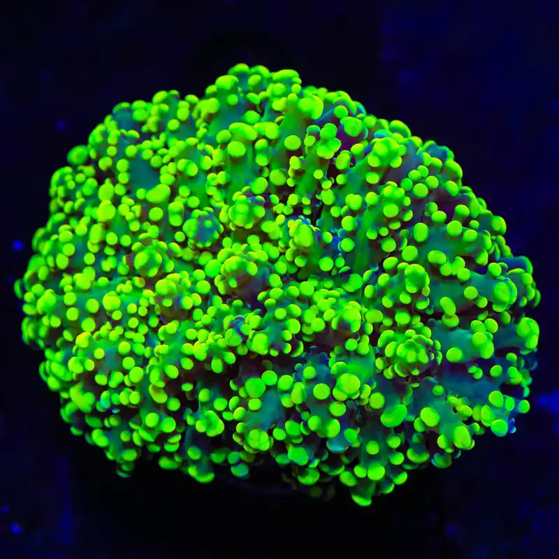 Neon Octospawn Coral - Top Shelf Aquatics