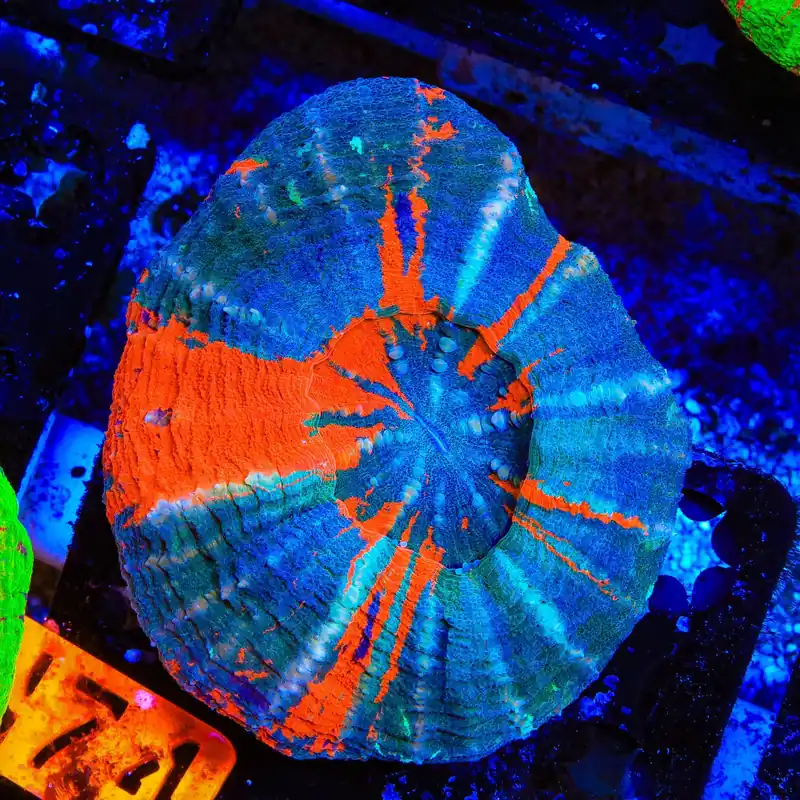 Ultra Scolymia Coral - Top Shelf Aquatics
