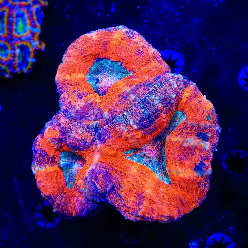 Rainbow Lobophyllia Coral - Top Shelf Aquatics