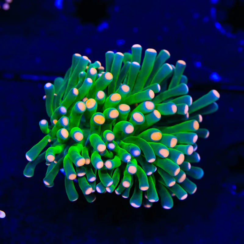 Pink Tip Cristata Coral - Top Shelf Aquatics