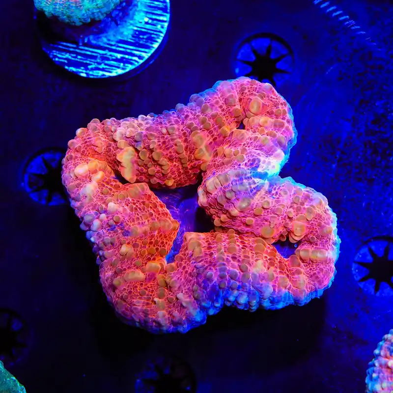 Rainbow Lobophyllia Coral - Top Shelf Aquatics