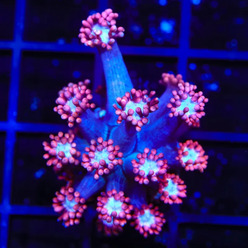 TSA Alice In Wonderland Goniopora Coral - TSA Coral
