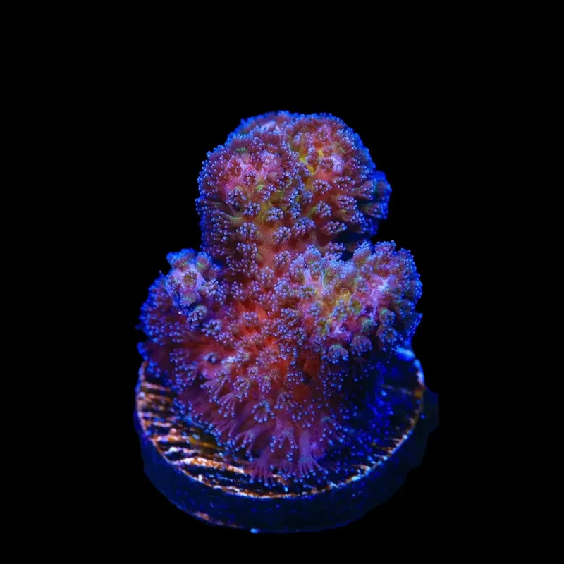 Gold Pocillopora Coral - TSA Coral