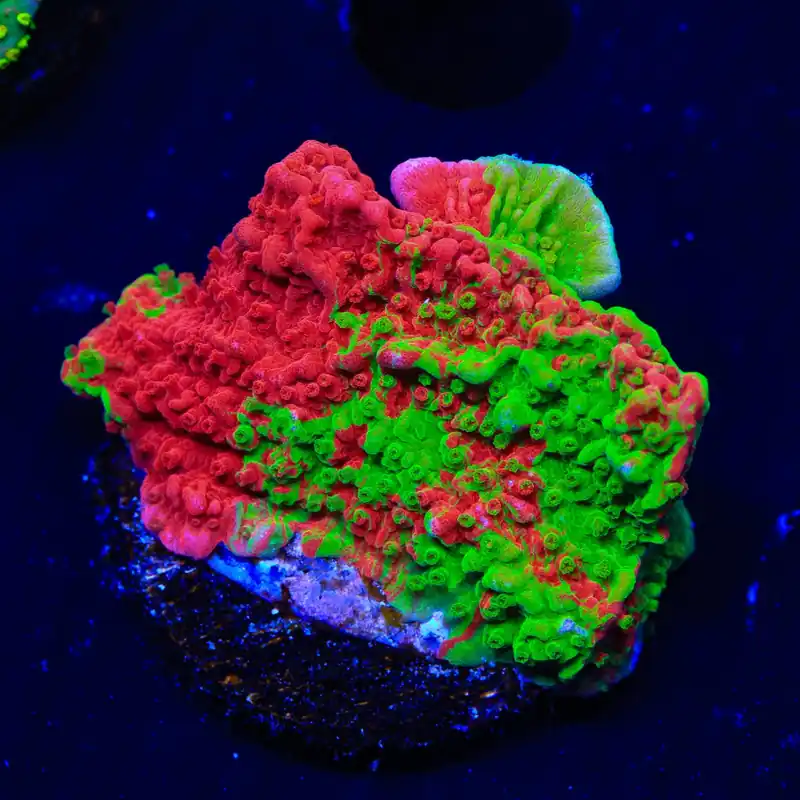 Premium Grafted Montipora Cap Coral - TSA Coral